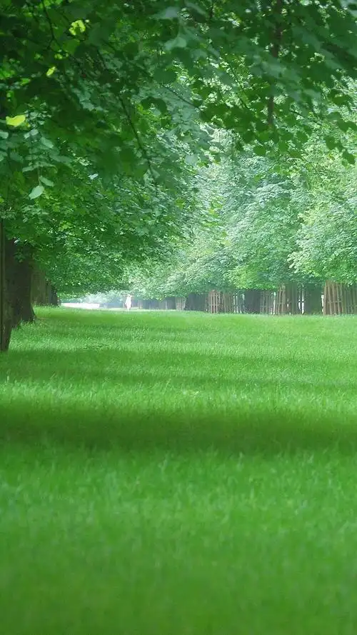 你们有没有那种可好看的绿色背景图哇超喜欢绿色
