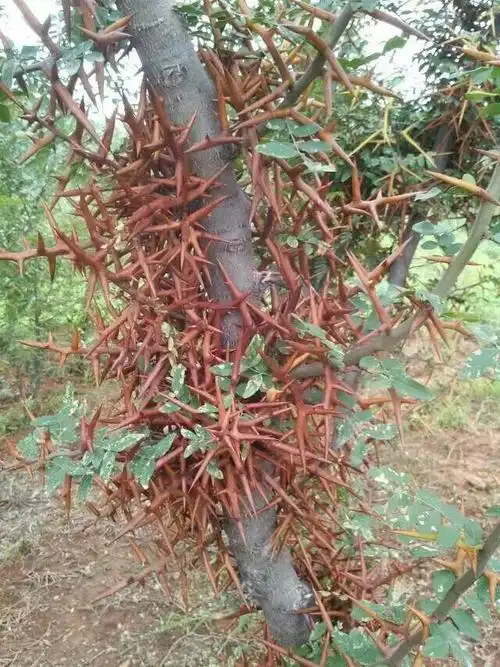 它能用于,药材,绿化,化了,套种,散养土鸡,围园子!