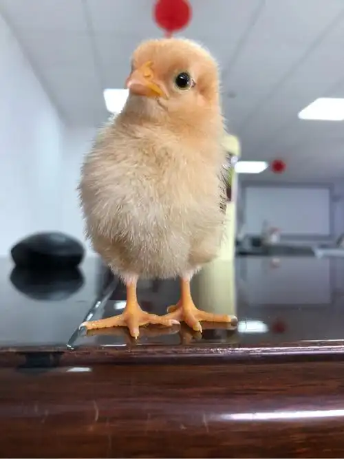 宠物鸡静静各种杂图纪念第一波多图慎入