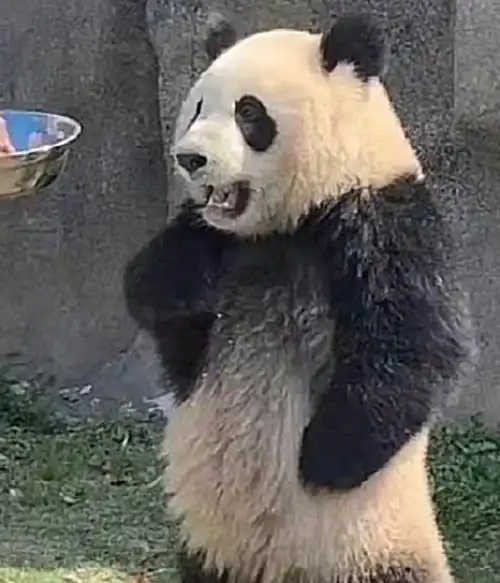 宝宝,你是一只会双手叉腰的可爱熊猫94