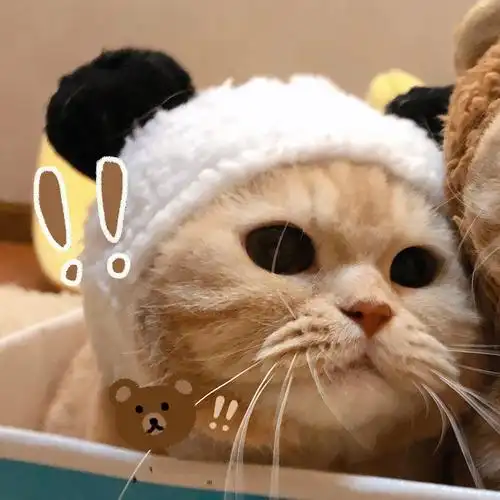 小猫咪情侣头像可爱的过分了230861610823