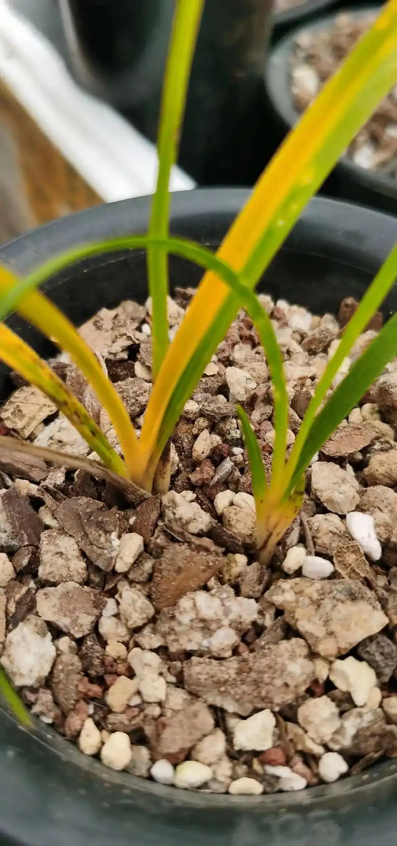 朱金黄心一大一小#蕙兰 #精品兰花 - 抖音