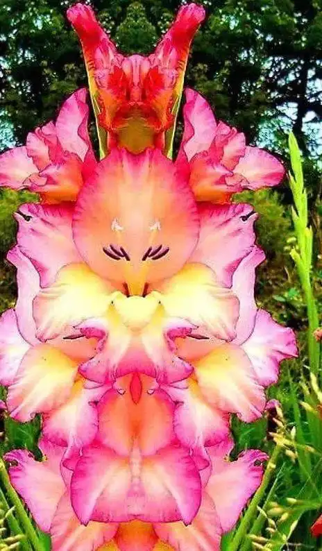 分享图片世界顶级奇异的花卉