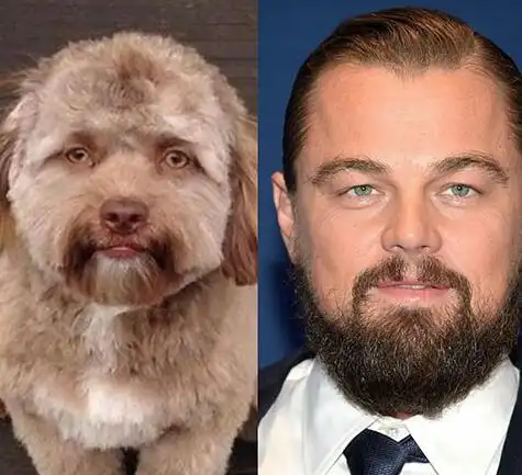 这只狗与多位明星大咖"撞脸"