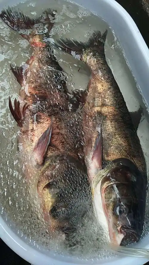 大头鲢鱼长期供应合作,]场地直供,量大从优,品质保证,欢迎咨询购买.