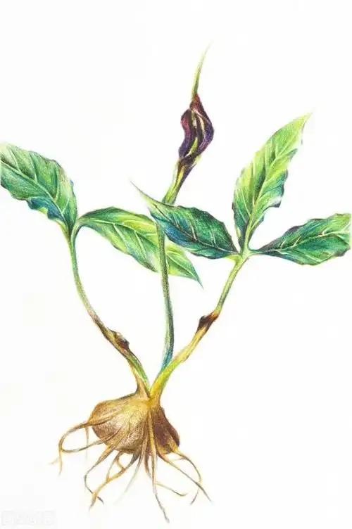 中药半夏的药理研究和临床配伍