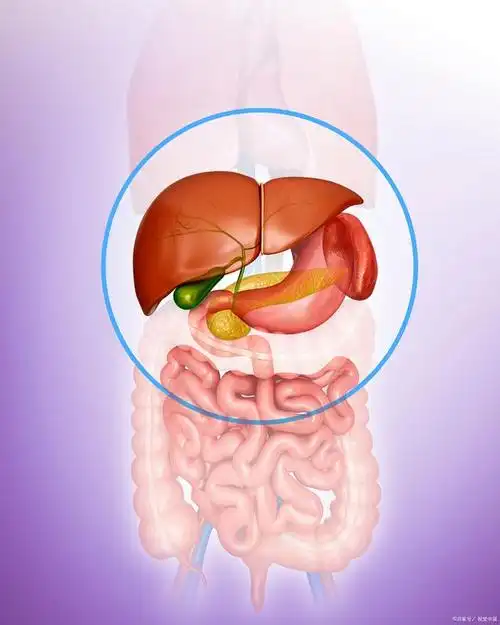脾的结构和功能有哪些呢