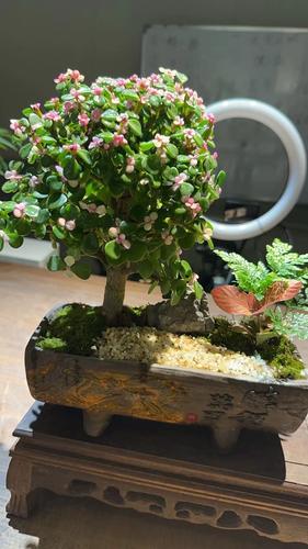 金枝玉叶盆栽吸甲醛水培植物造型老桩办公室客厅好养盆景多肉绿植