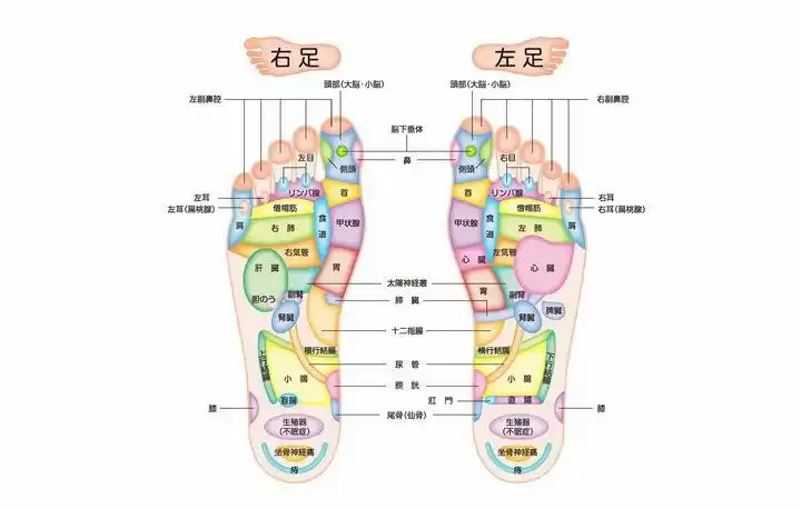 两只脚足底反射区脚底人体穴位图png图片免抠素材