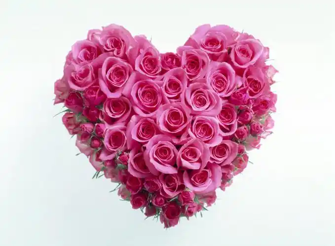 白天,白色背景,正面,爱情,幸福,纯洁,热情,玫瑰,许多,盛开,玫瑰花