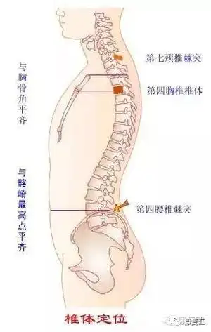 12对胸椎对应体表标志_「康复基础」脊柱各结构的体表定位方法