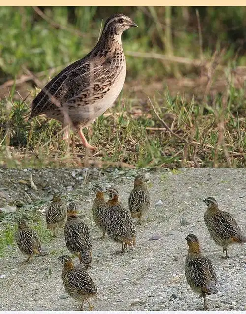 鹌鹑鸟活体天天下鹌鹑蛋黄羽沙维散养鸡青年活苗种活物阳台养宠物 1只