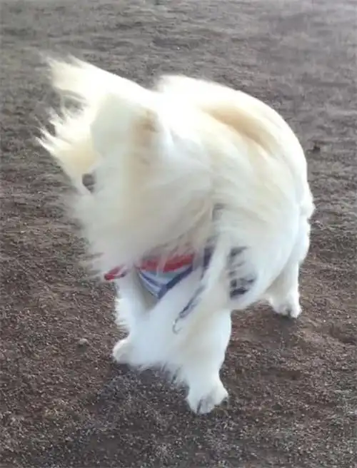 把moco顶风散步时感觉差点就要被风吹走的场景,给还原变成了搞笑手办