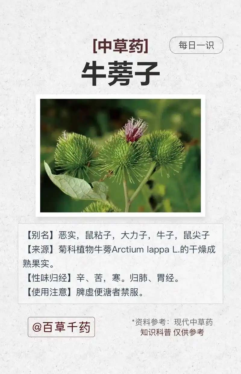 牛蒡子.#中草药 #药用植物 #中药带药名图片大全 #趣味本 - 抖音