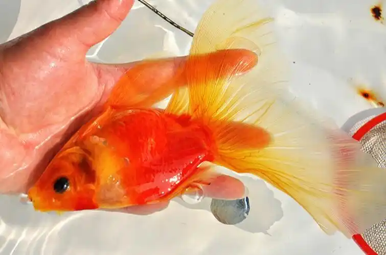 草金金鱼的蜕变