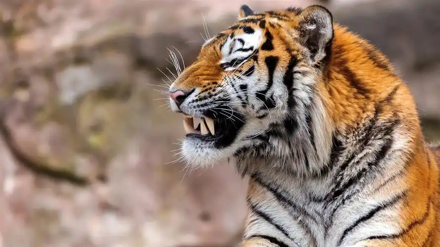 首页 动物与鸟 老虎 虎,休息,獠牙 壁纸 虎,休息,獠牙 壁纸 - 1920x