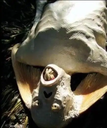 揭秘中国现完整美人鱼尸体