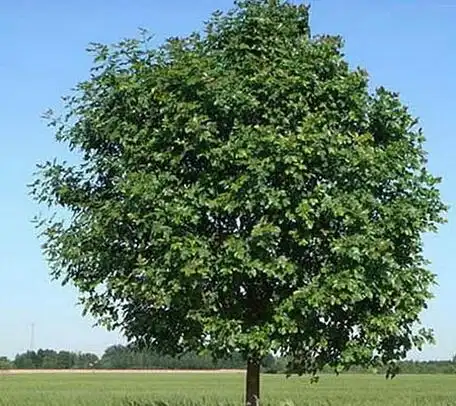 白蜡​的介绍 - 邳州沛阳园林绿化工程有限公司