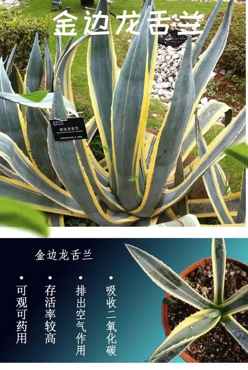 金边龙舌兰盆栽金边莲植好养 高度40cm苗 裸根不带土【图片 价格 品牌