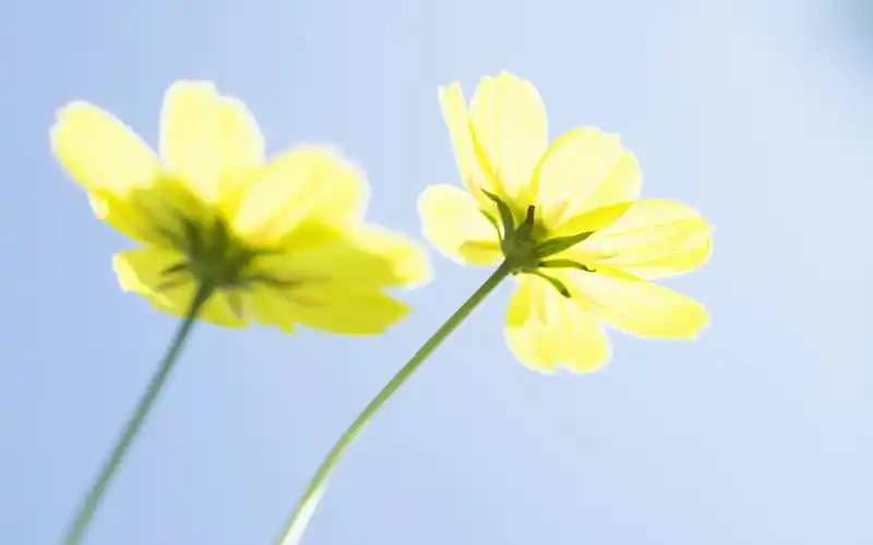 灿烂绽放的花朵高清桌面壁纸