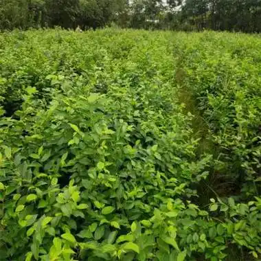 长期供应朴树小苗园林绿化丛生朴树人行道绿植基地直发