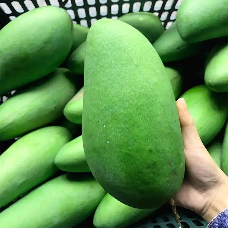 正宗海南象牙芒酸芒果青芒果生吃酸脆新鲜水果酸辣椒盐芒果芽5斤