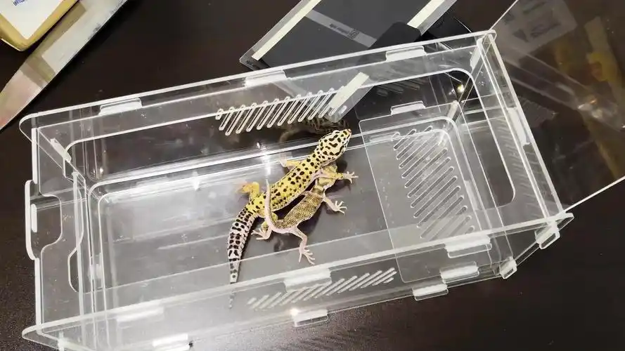 看看我家养的守宫吧,四个品种,两只成年的,两只压成品种不一样