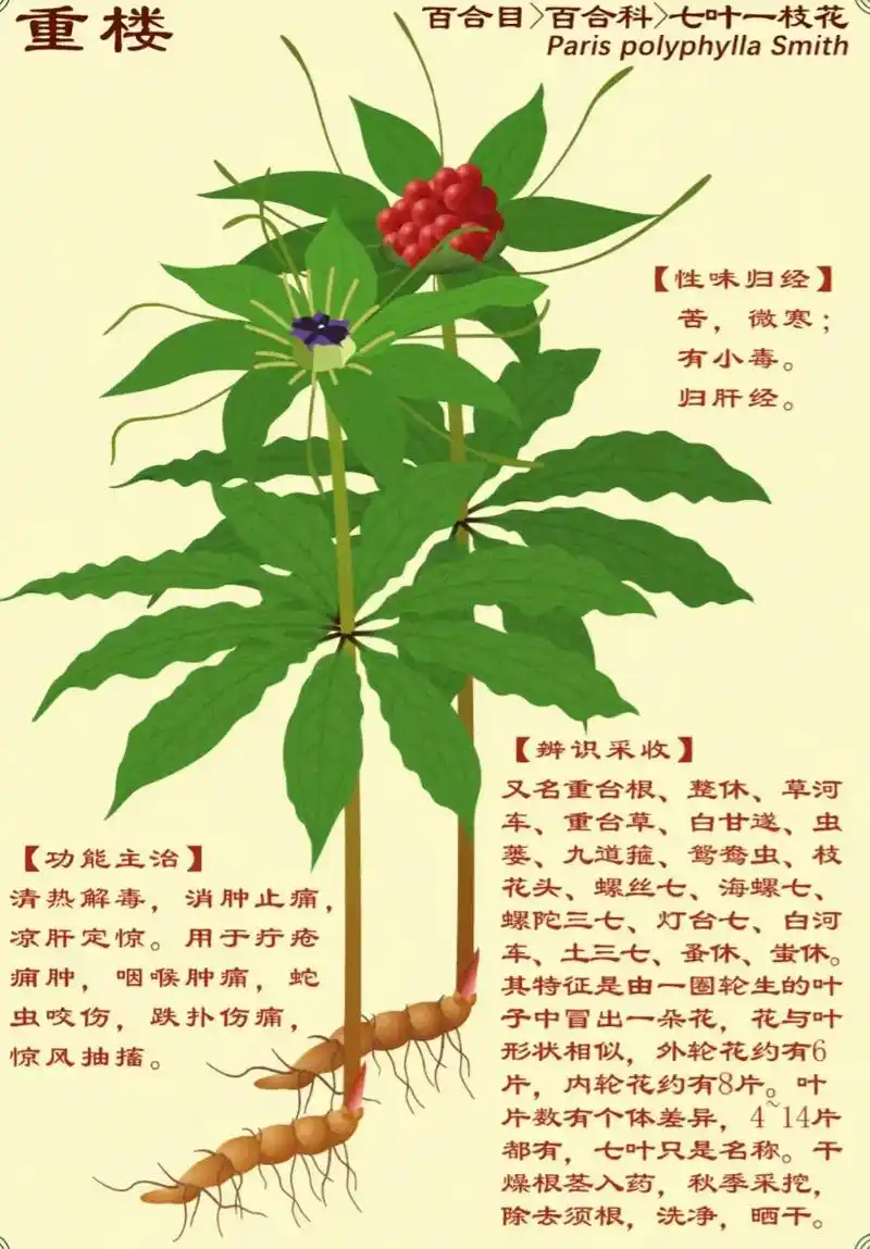 道地药材之重楼.重楼,始载于 《神农本草经》,原名蚤休,曰" - 抖音