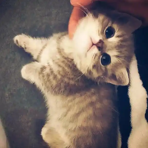 动物头像:萌化的可爱小猫咪头像