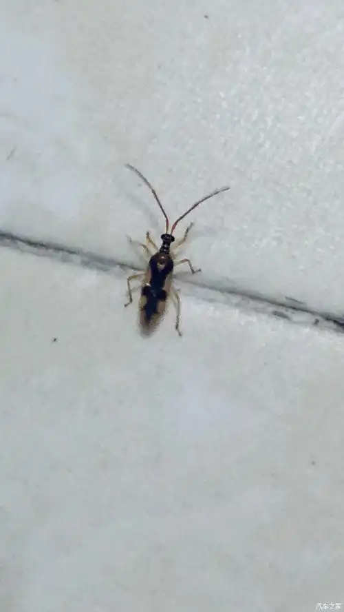 夏天了家里小飞虫多了