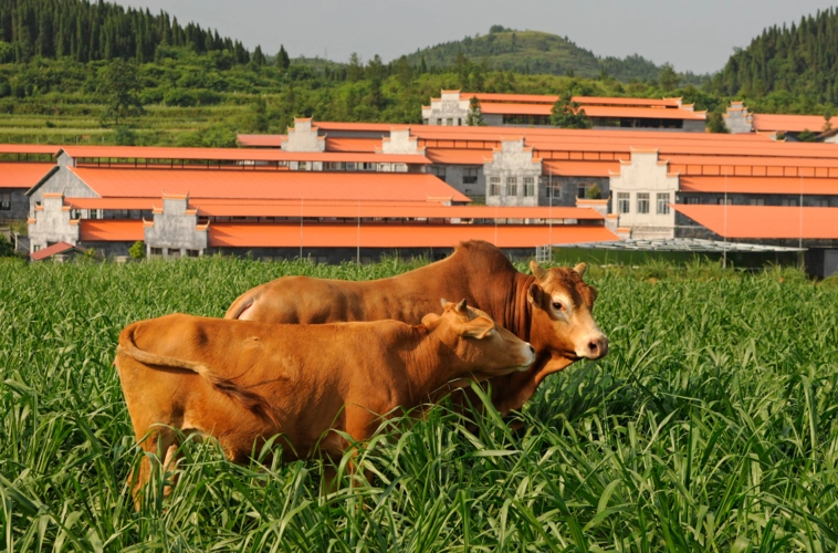 武陵山脉独有的黄牛品种—德农湘西原种土黄牛