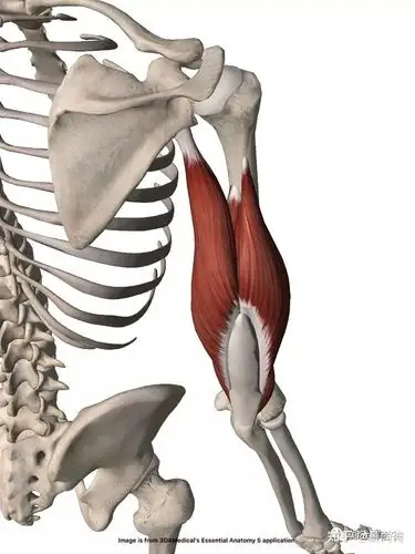 功能解剖|肱三头肌