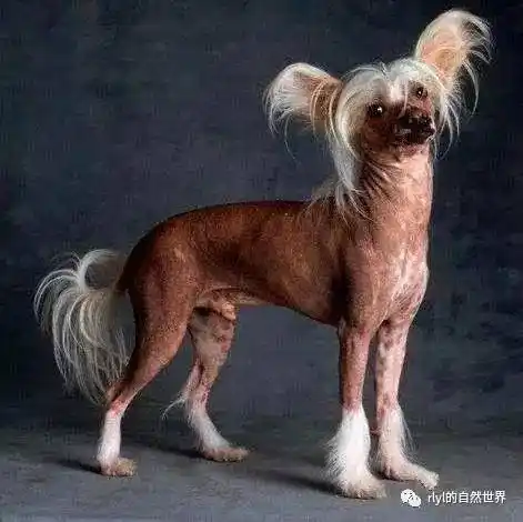 中国冠毛犬的传奇