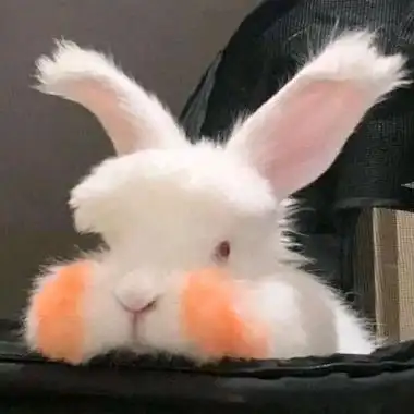 流行情侣头像可爱真人图片