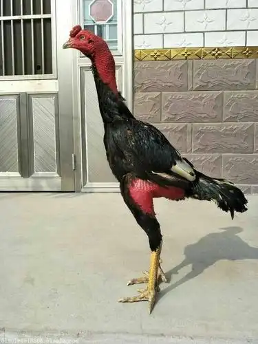 新疆哪里有卖斗鸡的 2斤的斗鸡多少钱