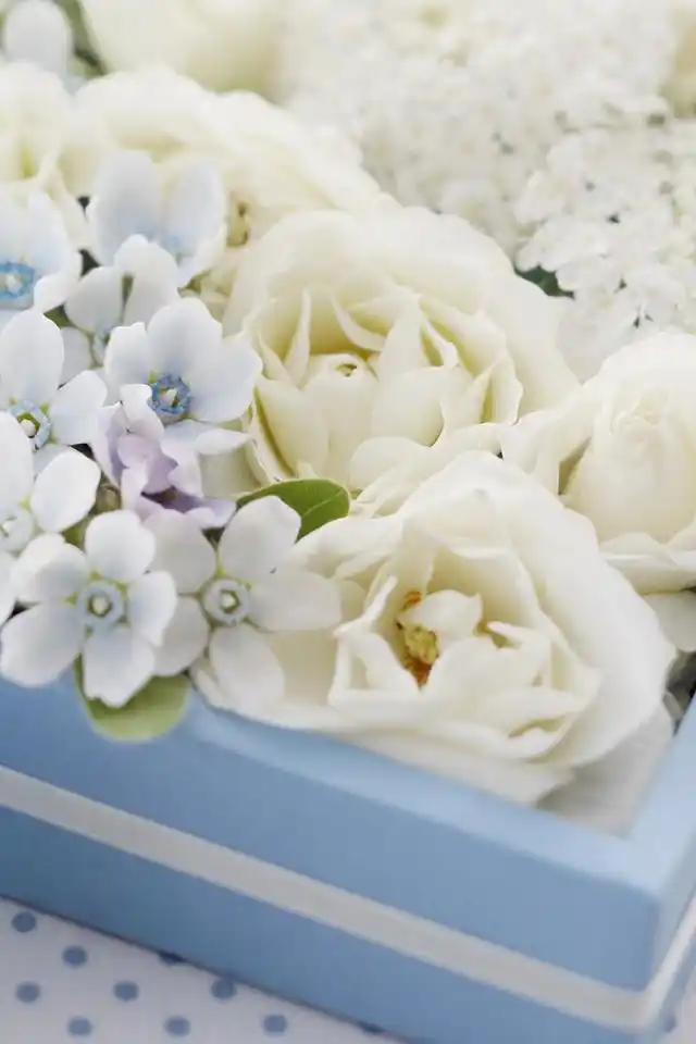 清新美丽花朵唯美意境简约风格手机壁纸下载第二辑