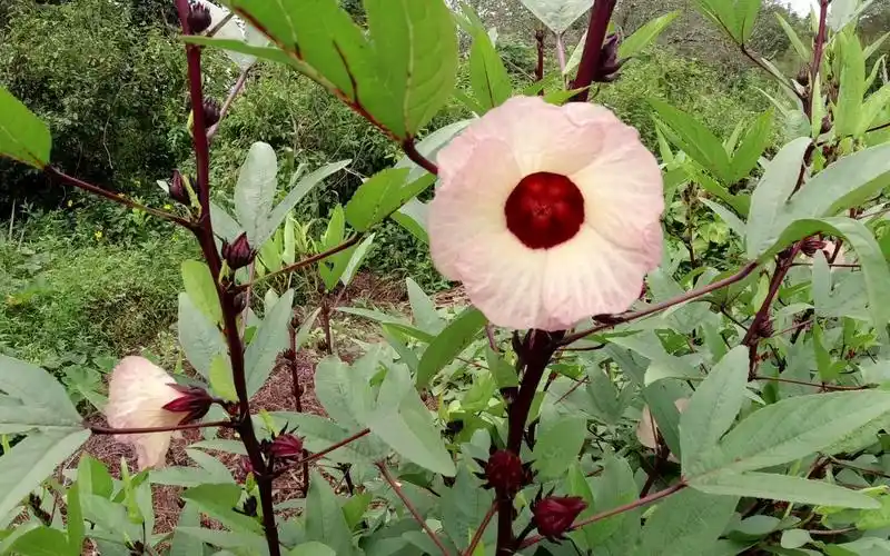小伙试种了50棵"洛神花"没想到产量很高,一棵树就结了100个果