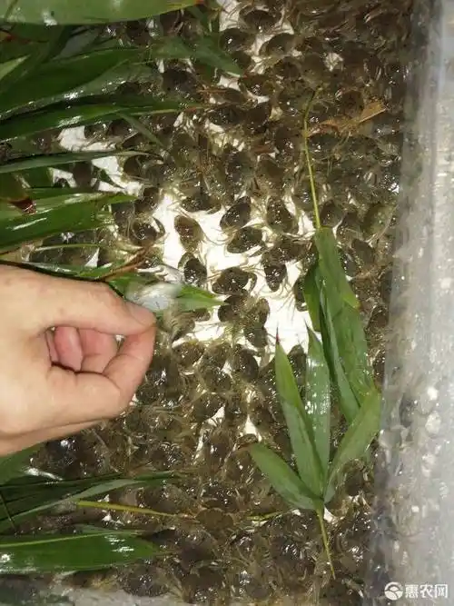 青蟹苗 培育苗