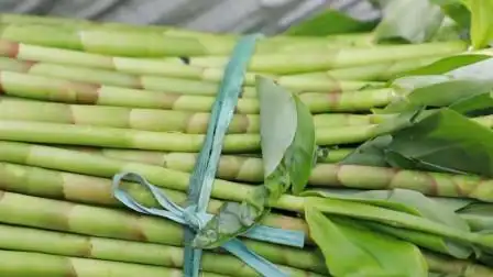 雷公笋长得长长的,像甘蔗一样高挑,有很好的食用价值和药用价值