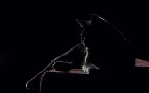 壁纸 黑猫,黑房子 1920x1200 hd 高清壁纸, 图片, 照片