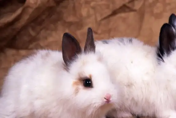 壁纸 动物 兔子 606_408