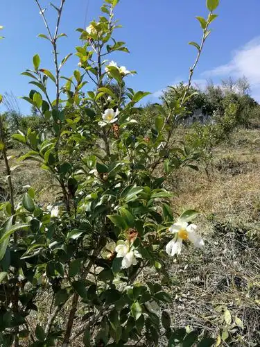 油茶树,茶果油大家都知道是好东西,这是富人才承受得住的高档品
