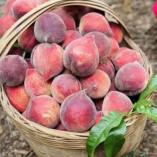 【顺丰快递】攀枝花火焰蜜桃/黑美人桃子5斤 新鲜水果 黑桃 胭脂