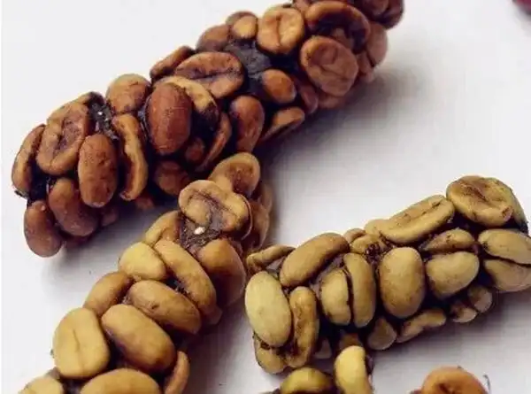 只听过猫屎做咖啡没想到还有虫屎做茶