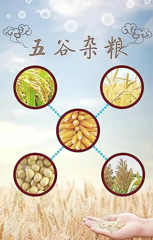 五谷杂粮图片