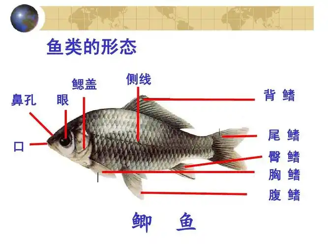 生命科学——鲫鱼解剖ppt