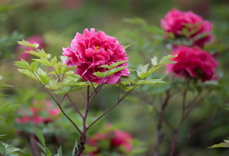 图片大全 植物花卉 牡丹花图片 > 牡丹花图片 第7张