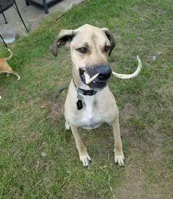 狗嘴里吐不出象牙是什么意思?骂人是狗?狗嘴里为什么吐不出象牙