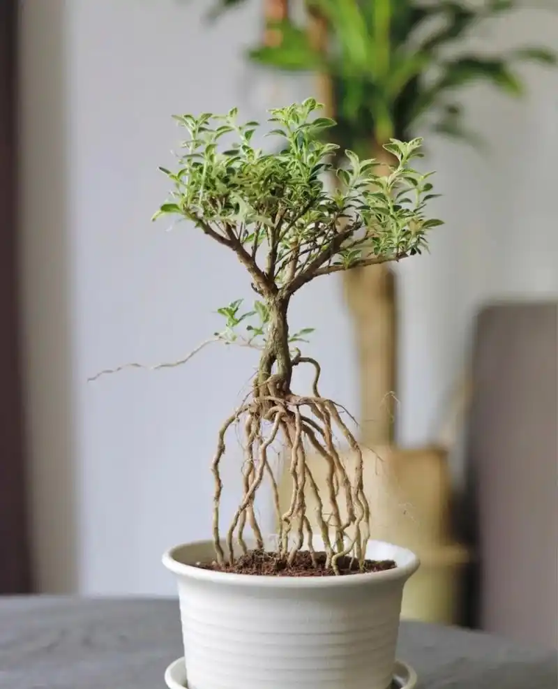 植物六月雪 六月雪是一种比较常见的花卉植物,并且生命力顽强,不少花