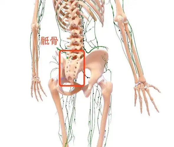而且骨盆对于身体稳定非常重要,因为我们在正常站立时,重心位于骶骨前